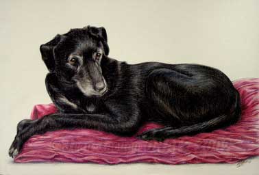 Portrait de Paddy, composition en pied dessine au crayon de couleur